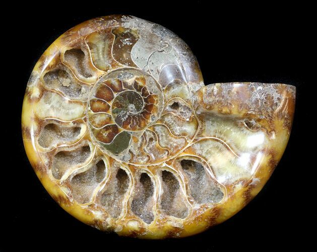 Wide Polished Ammonite 'Dish' #33855